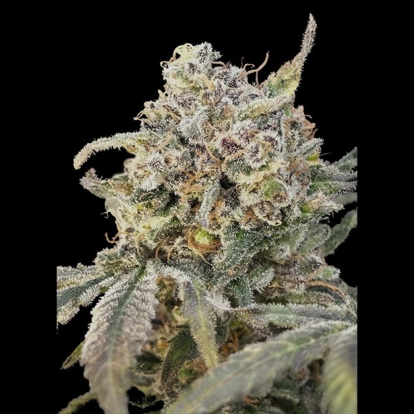 Auto Somango Glue | Sementes Advanced Seeds