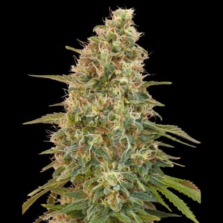 Auto Zkittlez Feminizada | Sementes Advanced Seeds