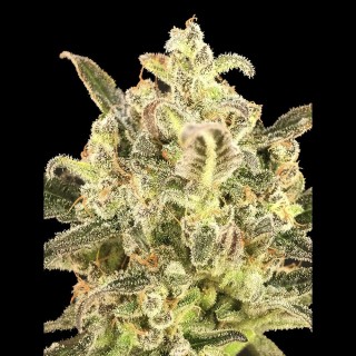 Auto Biodiesel Mass XXL Feminizada | Sementes Advanced Seeds