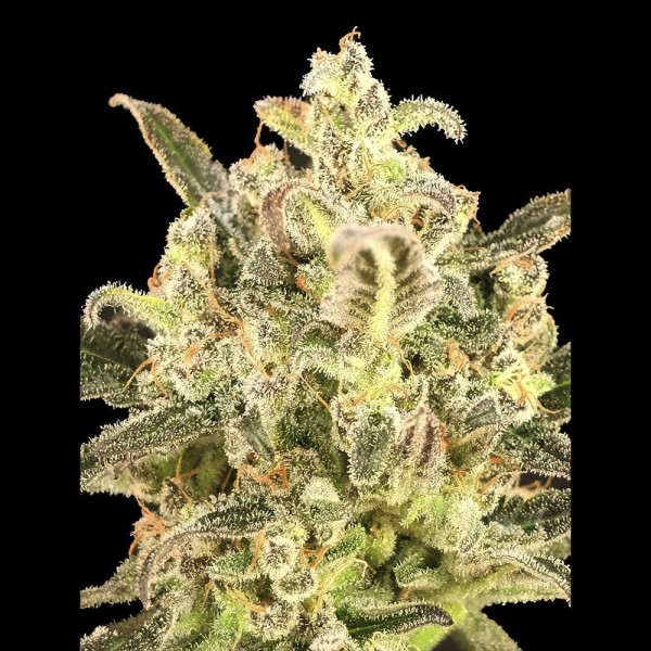 Auto Biodiesel Mass XXL Feminizada | Sementes Advanced Seeds