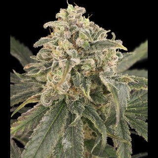 Auto Amnesia XXL Feminizada | Sementes Humboldt Seeds