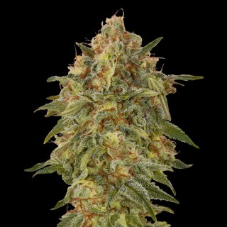 Zkittlez Feminized | Advanced Seeds