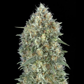 Auto Gelato 33 | Autoflowering Marijuana Seeds