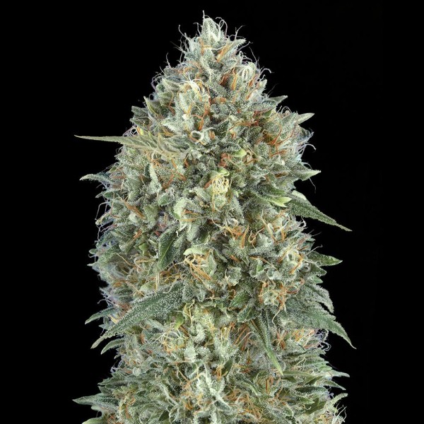 Auto Gelato 33 | Sementes de maconha autoflorescentes