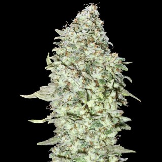 OG Kush SFV | Feminized Marijuana Seeds