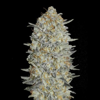 Comprar Gelato 33 | Sementes Gelato 33 baratas da Advanced Seeds