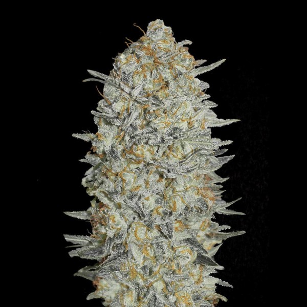 Buy Gelato 33 | Cheap Gelato 33 by Advanced Seeds