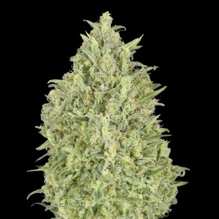 Auto Pineapple Glue | Autoflowering Marijuana Seeds