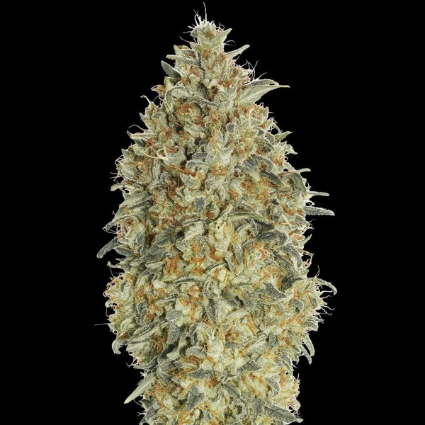 Auto Gorilla Blue ???? ???? | Autoflowering Marijuana Seeds