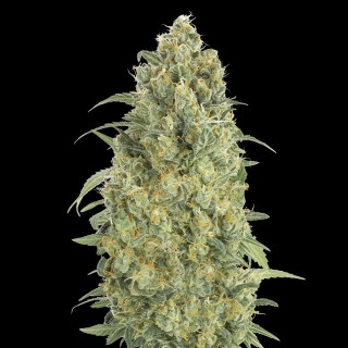 Auto Strawberry Gum | Autoflowering Marijuana Seeds