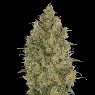 Strawberry Gum | Feminized Marijuana Seeds