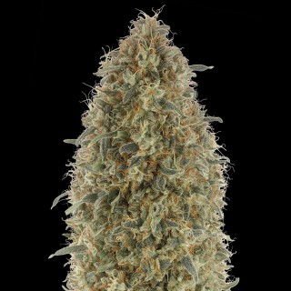 Gorilla Blue | Sementes de maconha feminizadas