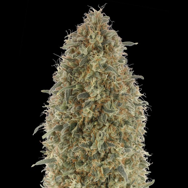 Gorilla Blue | Sementes de maconha feminizadas