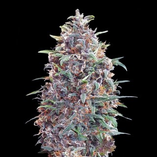 Auto Purple Diesel | Sementes de maconha autoflorescentes