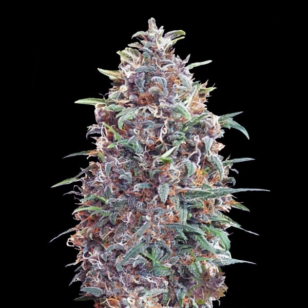 Auto Purple Diesel | Sementes de maconha autoflorescentes
