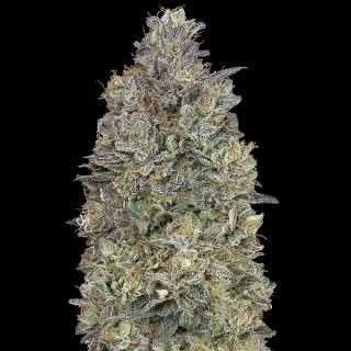 Critical Purple Kush | Semillas de marihuana feminizadas