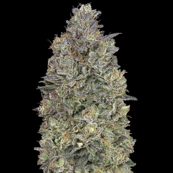 Critical Purple Kush | Sementes de maconha feminizadas