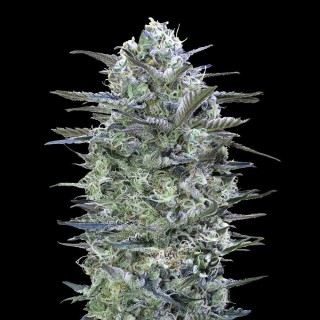 Critical Lemon | Feminized Marijuana Seeds