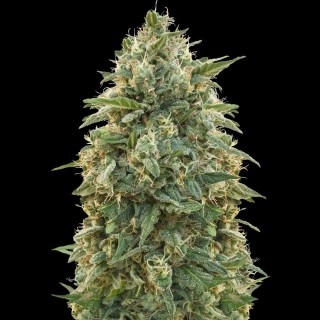 Amnesia | Sementes de maconha Feminizadas