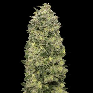 Auto Afghan Skunk | Sementes de maconha Autoflorescentes