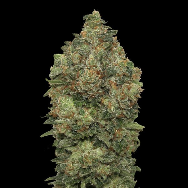 Critical Soma | Semillas de marihuana Autoflorecientes