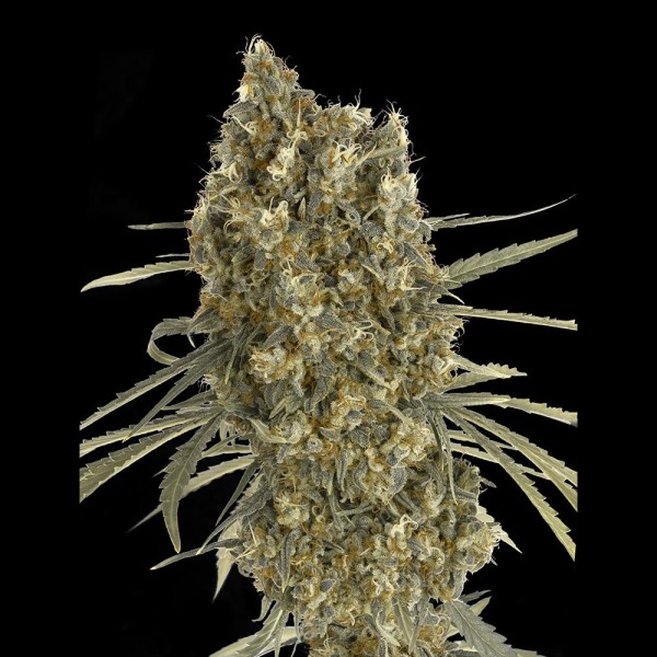 Auto Jack Herer | Sementes de maconha Autoflorescentes