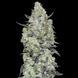 Auto Critical Mass | Sementes de maconha Autoflorescentes.