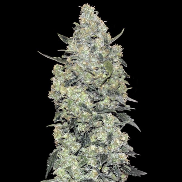 Auto Critical Mass | Sementes de maconha Autoflorescentes.