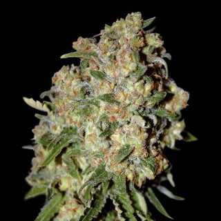 Cheap Critical Mass for sale | Feminized Critical Mass Seeds