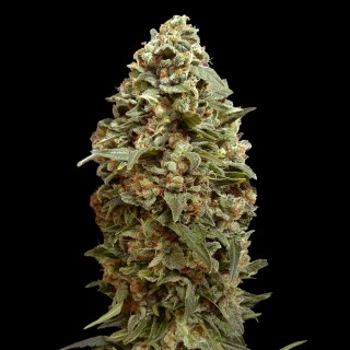 Afghan Skunk | Feminized Marijuana Seeds