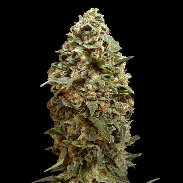 Afghan Skunk | Sementes de maconha Feminizadas