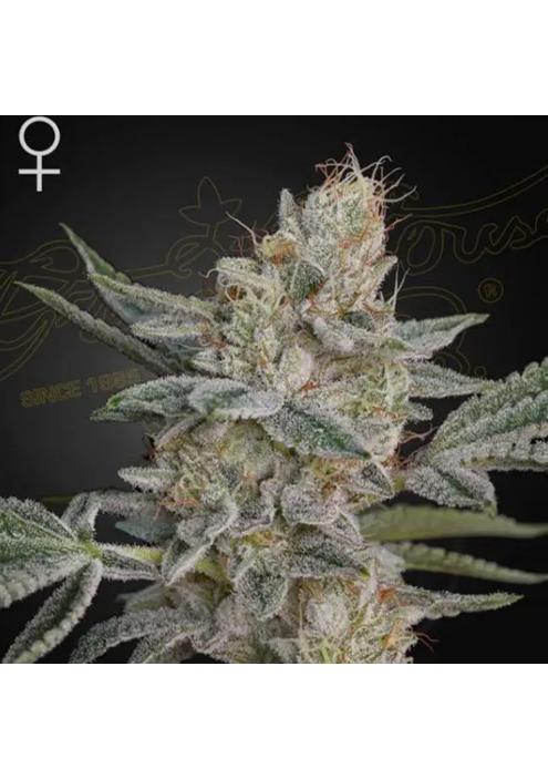 Super Lemon Haze x RS11