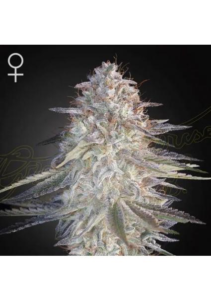 Super Lemon Haze x Pink Candy