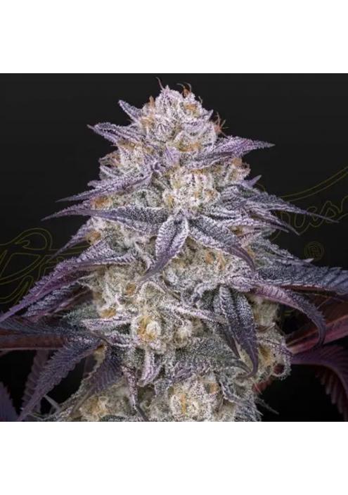 King´s Juice Auto