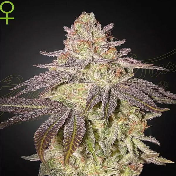 Black Toffee Auto da Greenhouse | Mistura única de café e frutos