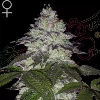 Milky Dreams de Green House Seeds | Cremosidad afrutada