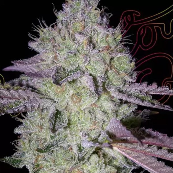 Tart Tatin by Green House Seeds | A Sweet Sensation