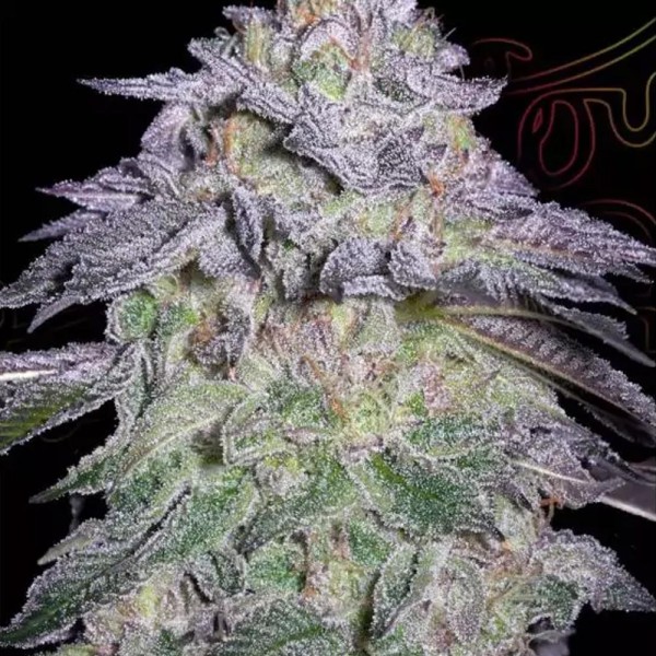 Nori Cake da Green House Seeds | Uma mistura única de sabores