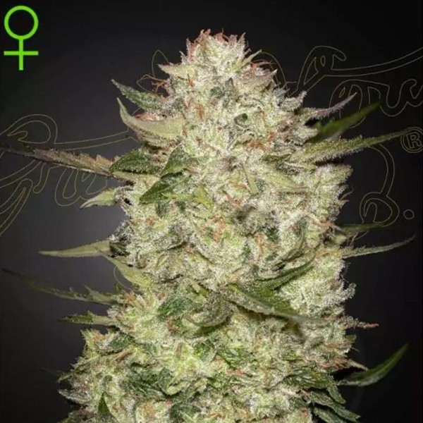 HighCloudZ Auto| Greenhouse Seeds: A High-Quality Cannabis Experience