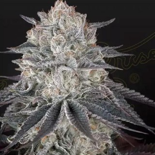 ¡Comprar Fullgas! Semillas de Green House Seeds, un híbrido excepcional