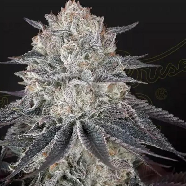 Comprar Fullgas! Sementes da Green House Seeds, um excelente híbrido