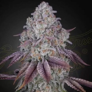 Greenhouse Persian Pie para venda | Sementes de Persian Pie Baratas