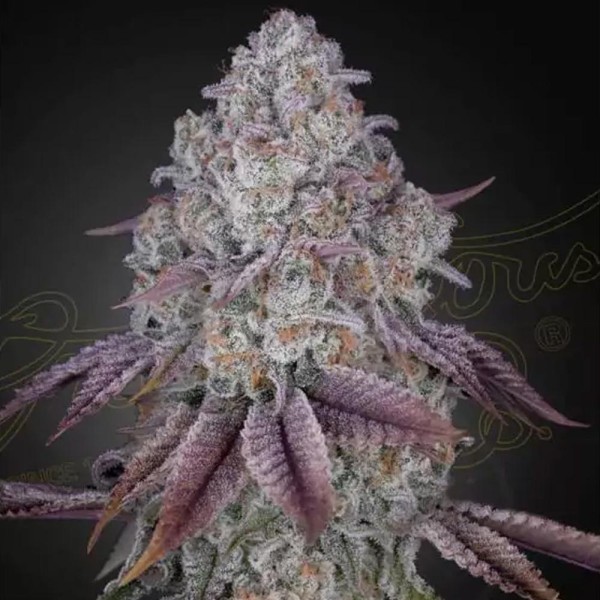 Greenhouse Persian Pie para venda | Sementes de Persian Pie Baratas