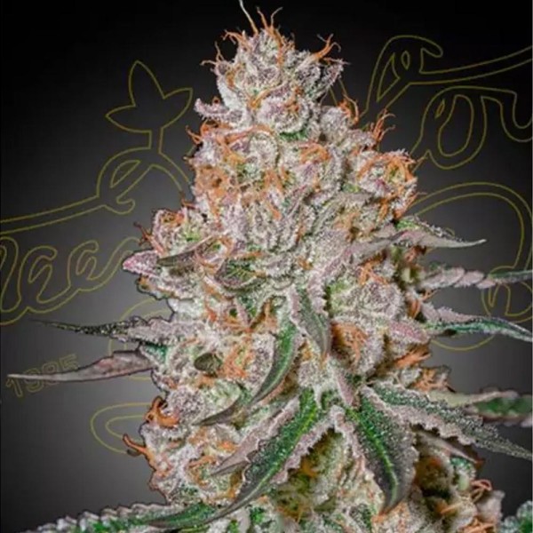 Venta de HighCloudz de Greenhouse Seeds | Semillas HighCloudz baratas