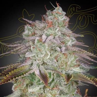 Alienz para venda de Greenhouse Seeds | Sementes Alienz baratas