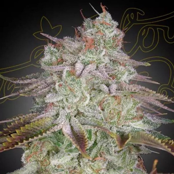 Alienz para venda de Greenhouse Seeds | Sementes Alienz baratas