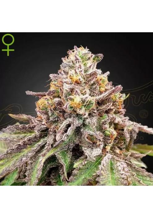 BLUE HAZE X GELATO 41 AUTO