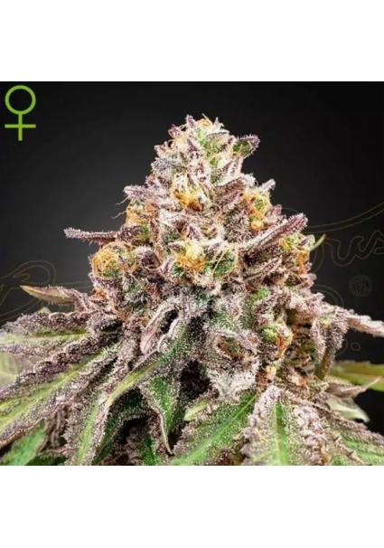 BLUE HAZE X GELATO 41 AUTO