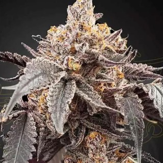 Comprar sementes Auto Guava Og x Gelato 41 baratas de Greenhouse