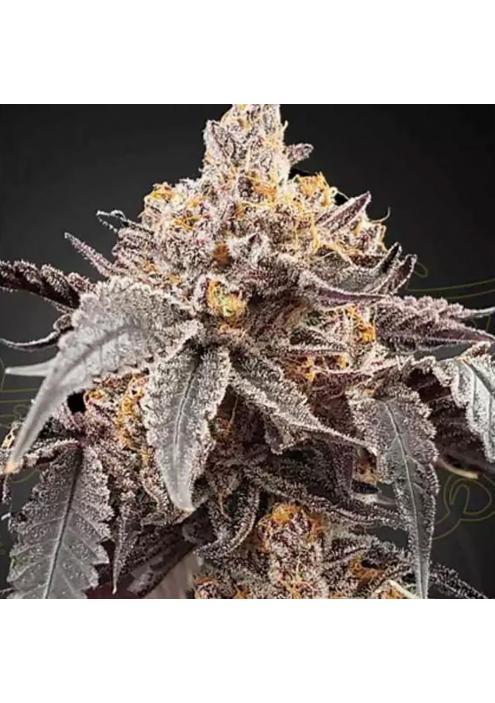 AUTO GUAVA OG X GELATO 41